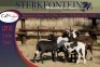 2+2x MEATMASTER OOI/EWE WITH LAMB STERKFONTEIN MEATMASTERS (PER PIECE TO TAKE THE LOT) - 3