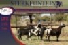 2+2x MEATMASTER OOI/EWE WITH LAMB STERKFONTEIN MEATMASTERS (PER PIECE TO TAKE THE LOT) - 4