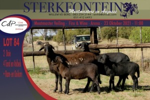 2+2x MEATMASTER OOI/EWE WITH LAMB STERKFONTEIN MEATMASTERS (PER PIECE TO TAKE THE LOT)