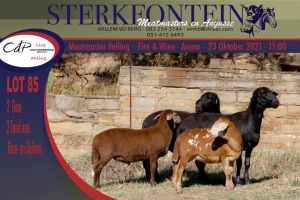 2+2x MEATMASTER OOI/EWE WITH LAMB STERKFONTEIN MEATMASTERS (PER PIECE TO TAKE THE LOT)
