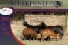 2+2x MEATMASTER OOI/EWE WITH LAMB STERKFONTEIN MEATMASTERS (PER PIECE TO TAKE THE LOT) - 2