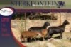 2+2x MEATMASTER OOI/EWE WITH LAMB STERKFONTEIN MEATMASTERS (PER PIECE TO TAKE THE LOT) - 3