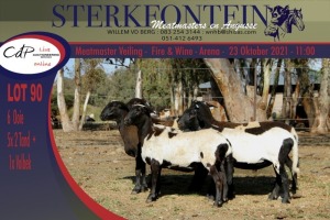 6x MEATMASTER OOI/EWE STERKFONTEIN MEATMASTERS (PER PIECE TO TAKE THE LOT)