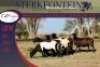 6x MEATMASTER OOI/EWE STERKFONTEIN MEATMASTERS (PER PIECE TO TAKE THE LOT) - 3