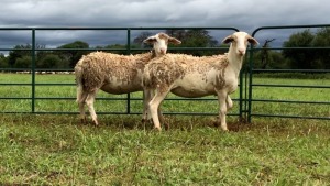 LOT 208 2X MEATMASTER OOI/EWE (PER STUK OM LOT TE NEEM/PER PIECE TO TAKE THE LOT)