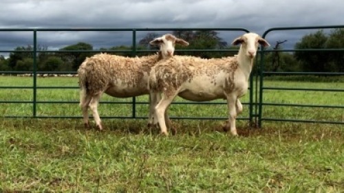 LOT 208 2X MEATMASTER OOI/EWE (PER STUK OM LOT TE NEEM/PER PIECE TO TAKE THE LOT)