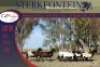 6x MEATMASTER OOI/EWE STERKFONTEIN MEATMASTERS (PER PIECE TO TAKE THE LOT) - 4