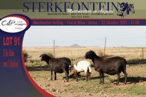 2+1x MEATMASTER OOI/EWE WITH LAMB STERKFONTEIN MEATMASTERS (PER PIECE TO TAKE THE LOT)