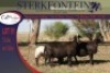 2+1x MEATMASTER OOI/EWE WITH LAMB STERKFONTEIN MEATMASTERS (PER PIECE TO TAKE THE LOT) - 2