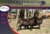 2+1x MEATMASTER OOI/EWE WITH LAMB STERKFONTEIN MEATMASTERS (PER PIECE TO TAKE THE LOT) - 3