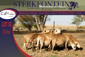 5x MEATMASTER OOI/EWE STERKFONTEIN MEATMASTERS (PER PIECE TO TAKE THE LOT)