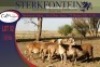 5x MEATMASTER OOI/EWE STERKFONTEIN MEATMASTERS (PER PIECE TO TAKE THE LOT) - 3