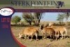 5x MEATMASTER OOI/EWE STERKFONTEIN MEATMASTERS (PER PIECE TO TAKE THE LOT) - 4