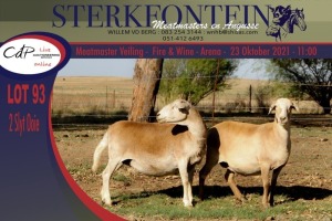 2x MEATMASTER OOI/EWE STERKFONTEIN MEATMASTERS (PER PIECE TO TAKE THE LOT)