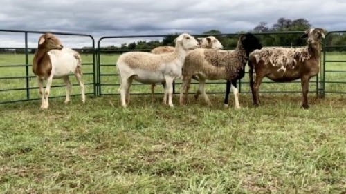 LOT 210 5X MEATMASTER OOI/EWE (PER STUK OM LOT TE NEEM/PER PIECE TO TAKE THE LOT)