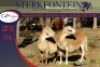 2x MEATMASTER OOI/EWE STERKFONTEIN MEATMASTERS (PER PIECE TO TAKE THE LOT) - 2