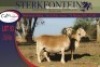 2x MEATMASTER OOI/EWE STERKFONTEIN MEATMASTERS (PER PIECE TO TAKE THE LOT) - 3