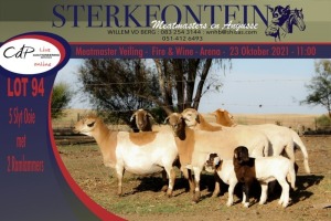 4+3x MEATMASTER OOI/EWE WITH LAMB STERKFONTEIN MEATMASTERS (PER PIECE TO TAKE THE LOT)