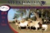 4+3x MEATMASTER OOI/EWE WITH LAMB STERKFONTEIN MEATMASTERS (PER PIECE TO TAKE THE LOT) - 3