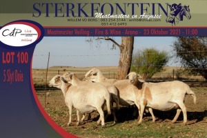 5+1x MEATMASTER OOI/EWE STERKFONTEIN MEATMASTERS (PER PIECE TO TAKE THE LOT)