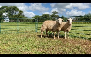 LOT 207 2X MEATMASTER OOI/EWE (PER STUK OM LOT TE NEEM/PER PIECE TO TAKE THE LOT)