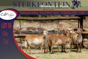 4x MEATMASTER OOI/EWE STERKFONTEIN MEATMASTERS (PER PIECE TO TAKE THE LOT)