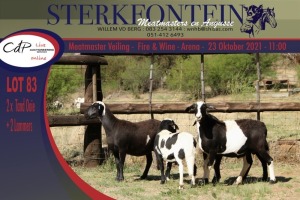 2+2x MEATMASTER OOI/EWE WITH LAMB STERKFONTEIN MEATMASTERS (PER PIECE TO TAKE THE LOT)