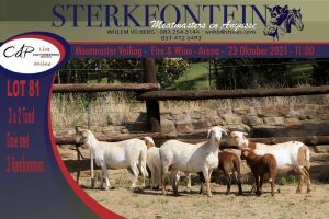 3+3x MEATMASTER OOI/EWE WITH LAMB STERKFONTEIN MEATMASTERS (PER PIECE TO TAKE THE LOT)