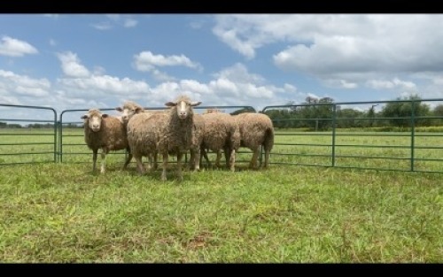 LOT 221 8X WOLSKAAP (PER STUK OM LOT TE NEEM/PER PIECE TO TAKE THE LOT)