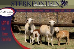 2+2x MEATMASTER OOI/EWE WITH LAMB STERKFONTEIN MEATMASTERS (PER PIECE TO TAKE THE LOT)