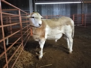 1x MEATMASTER RAM LOUNIC BOERDERY