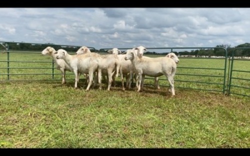 LOT 224 7X MEATMASTER OOI/EWE (PER STUK OM LOT TE NEEM/PER PIECE TO TAKE THE LOT)