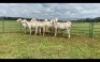 LOT 224 7X MEATMASTER OOI/EWE (PER STUK OM LOT TE NEEM/PER PIECE TO TAKE THE LOT)