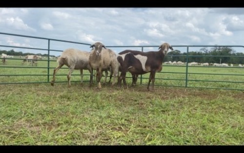 LOT 225 4X MEATMASTER OOI/EWE (PER STUK OM LOT TE NEEM/PER PIECE TO TAKE THE LOT)