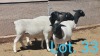 1x DORPER OOI/EWE - T5 DIRK STEENKAMP