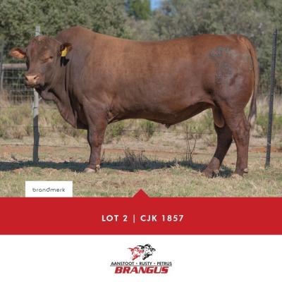 1x BUL/BULL - CJK1857 - TIAAN CO B.& B. PTY LTD