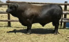 1x BUL/BULL - WYD16135 - BOTHA D - 2