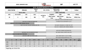 1x BUL/BULL - JRB1825 - BOEL BURGER BRANGUS STOET