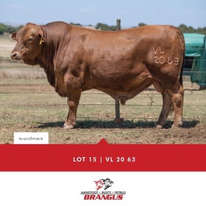 1x BUL/BULL - VL2063 - VAN LOGGERENBERG PF