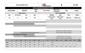 1x BUL/BULL - JRB1829 - BOEL BURGER BRANGUS STOET