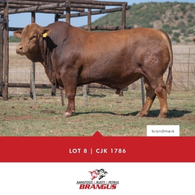 1x BUL/BULL - CJK1786 - TIAAN CO B.& B. PTY LTD