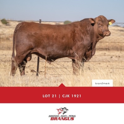 1x BUL/BULL - CJK1921 - TIAAN CO B.& B. PTY LTD