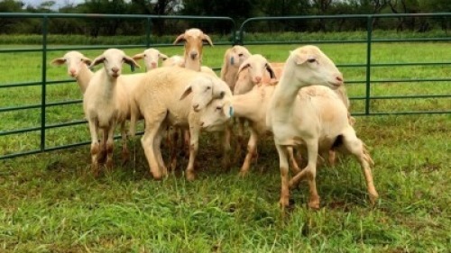 LOT 202 9X MEATMASTER OOI/EWE (PER STUK OM LOT TE NEEM/PER PIECE TO TAKE THE LOT)