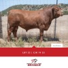 1x BUL/BULL - CJK1925 - TIAAN CO B.& B. PTY LTD