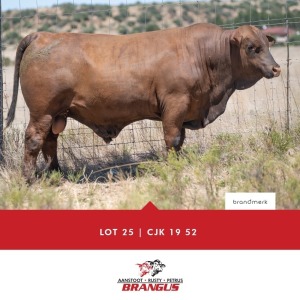 1x BUL/BULL - CJK1952 - TIAAN CO B.& B. PTY LTD