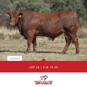 1x BUL/BULL - CJK1923 - TIAAN CO B.& B. PTY LTD