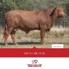 1x BUL/BULL - SW1930 - KIRSTEIN CJ