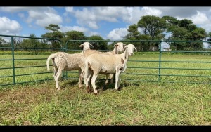 LOT 206 3X MEATMASTER OOI/EWE (PER STUK OM LOT TE NEEM/PER PIECE TO TAKE THE LOT)