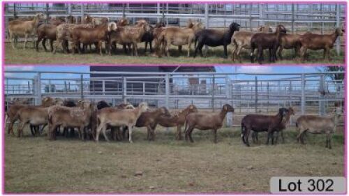 LOT 302 18X COMMERCIAL MEATMASTER OOI/EWE - COLLETT FARMING (PER STUK OM LOT TE NEEM/PER PIECE TO TAKE THE LOT)