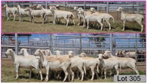 LOT 305 10X COMMERCIAL MEATMASTER OOI/EWE - COLLETT FARMING (PER STUK OM LOT TE NEEM/PER PIECE TO TAKE THE LOT)